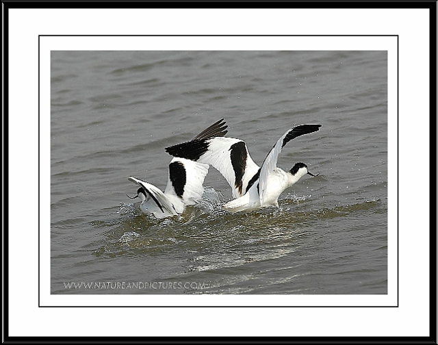 avocet, avocets, british-7.jpg - AVOCETS - TITCHFIELD HAVEN - 27/4/07